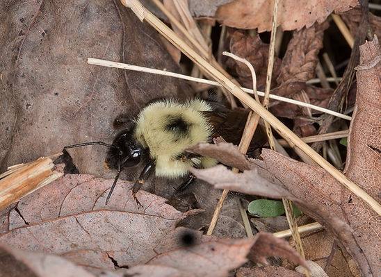 Queen bumble bee
