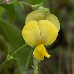 Texas snout bean (Rhynchosia senna var. texana)