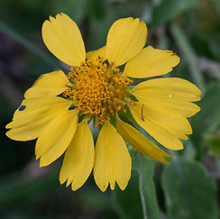 Cowpen daisy (Verbesina enceloides)