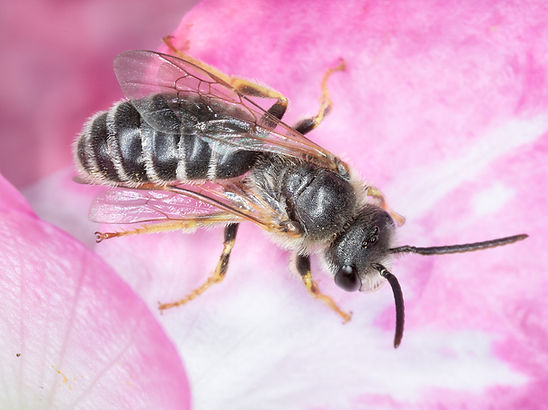 Halictus ligatus; ligated furrow bee; Copyright 2026 Paula Sharp