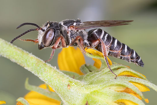 Coelioxys texanus cuckoo leafcutter bee -(c) Copyright 2019 Paula Sharp