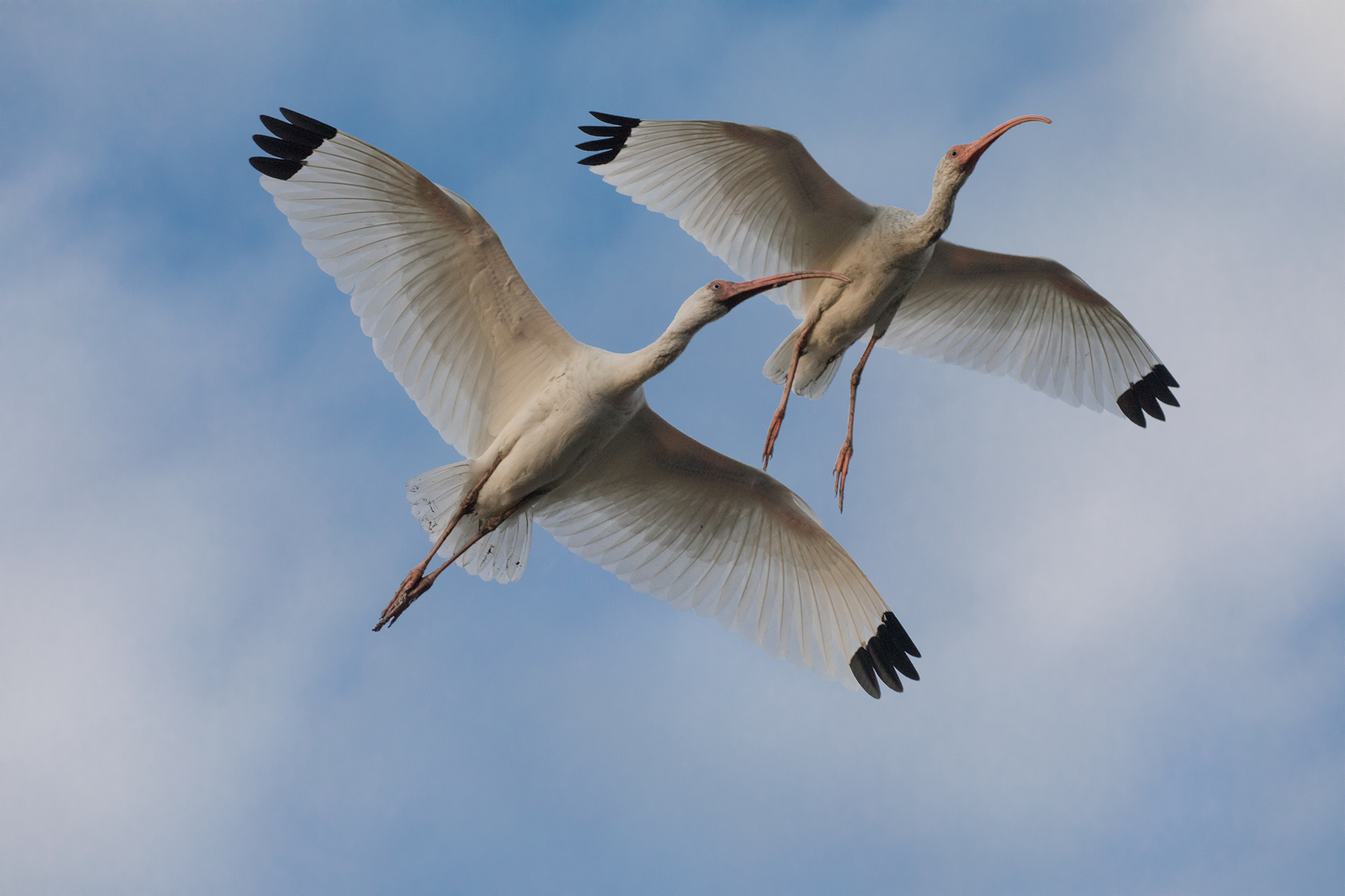 WJPEGTwo-Ibis-in-Flight-SF-293A4014