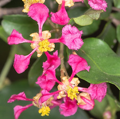 Rio Grande abutilon (Abutilon hypoleucum)