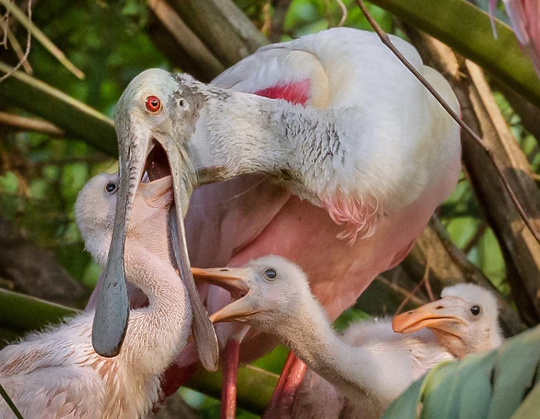 Roseate Spoonbills Of Florida Photos Sharp Eatman Nature Photo
