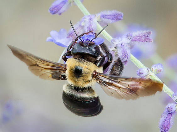 Xylocopa virginica virginica