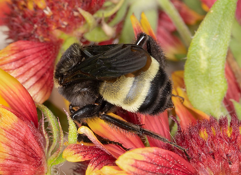 Bombus pensylvanicus - (c) Copyright 2018 Paula Sharp