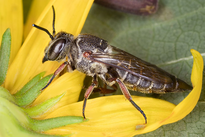 Coelioxys modestus