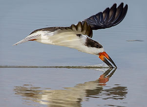 Ring-billed gull (first winter)