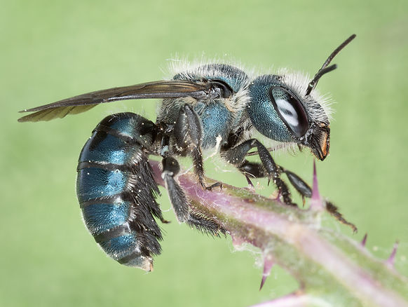 WJPEG-Osmia-chalybea-F-1b-FLA-2024-#4-Power-Access-Gainesville-butt-thistle-GG5A8424.jpg