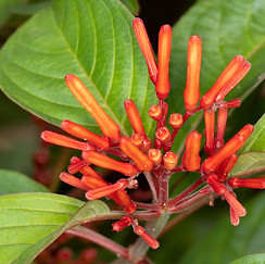 Firebush (Hamelia patens)