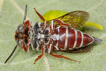 Coelioxys slossoni, Cuckoo leafcutter bee, Copyright 2018 Paula Sharp