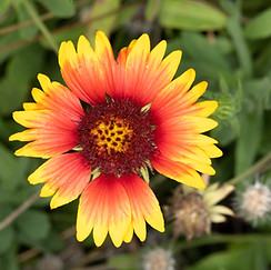 Blanketflower (Gaillardia pulchella)