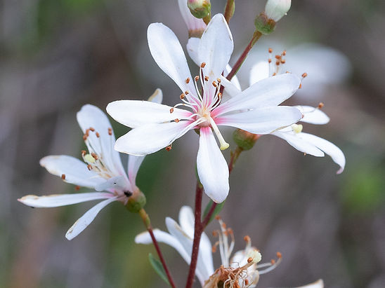 Bejaria racemosa