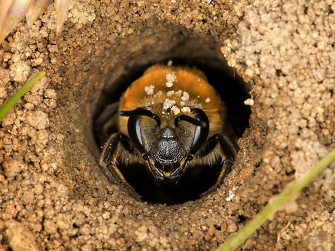 Thoracic Cellophane Bee - Colletes thoracicus -(c) Copyright 2017 Paula Sharpman Photo