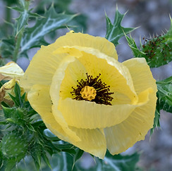 Rio Grande abutilon (Abutilon hypoleucum)