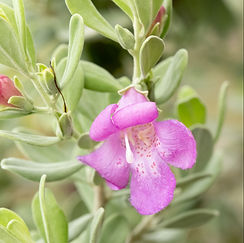 Texas sage (Leucophyllus frutescens)