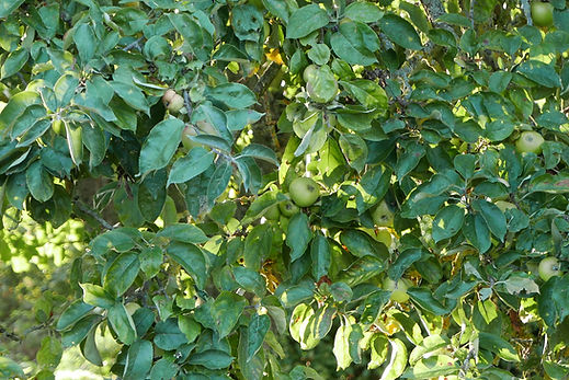 P1130859.jpeg