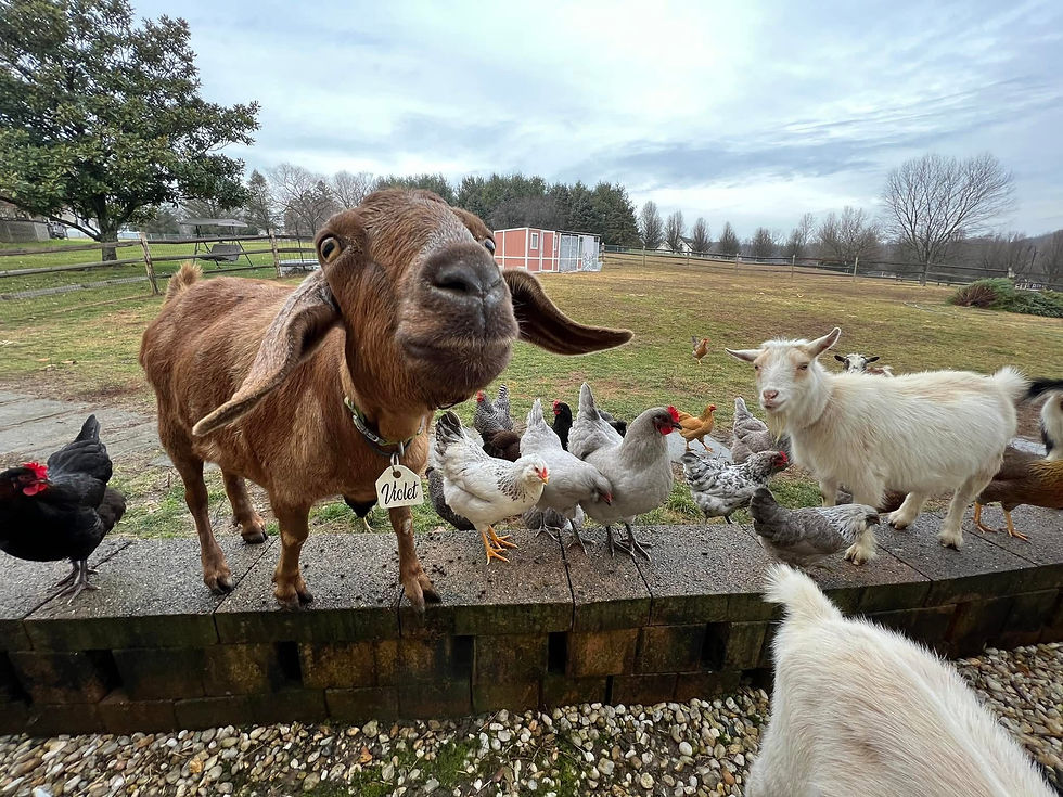 Violet the goat with chickens and goats at Earth Mama Homestead