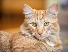 Monty, one of owner Brooke Snider's cats, an orange tabby with green eyes