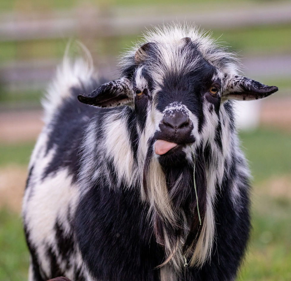 Black and white goat sticking its tongue out