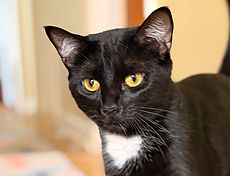 Clozee, Brooke's black cat with a white chest locket