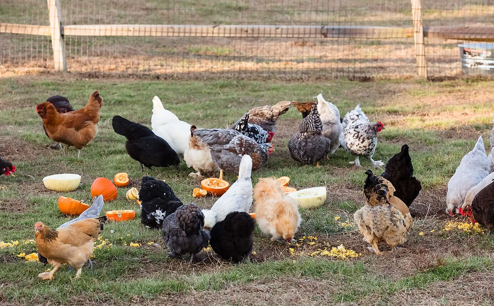Flock of chickens eating pumpkins at Earth Mama Homestead