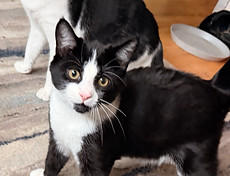 Lucky, Brooke's black and white tuxedo cat