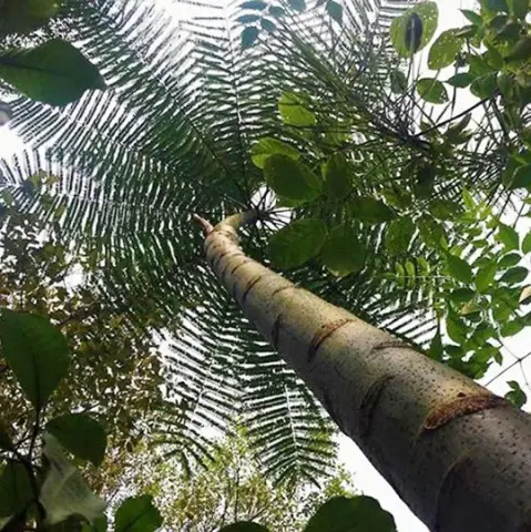 Thumbnail: Paricá Hapé