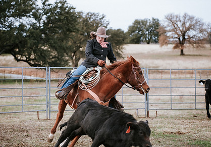 cutting out cow on horseback - American Pioneer Ranch in Hico, Texas
