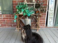 Our New Sire "Ponderosa's Jack"