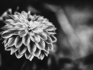 Monochrome or True Colours ....