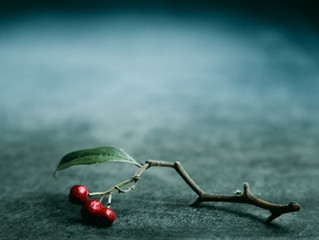 Winter berries ....