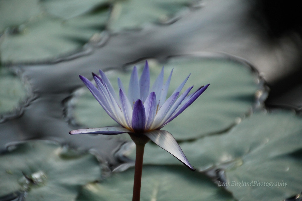 ...and cue Lily