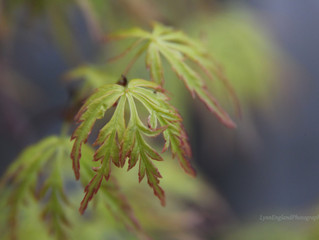 Think I'm having a 'Japanese Maples moment".........