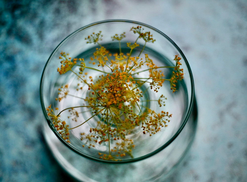 Delicate dill flowers