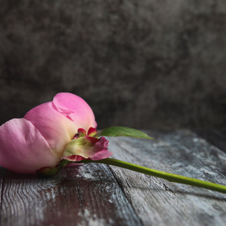single peony in moody still life moody 