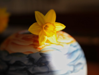 Can a sunny daffodil robbed of its yellow hue still be beautiful ?