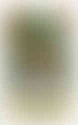 Buddy the Knight and the Queen of Sorrow by Peter David book cover