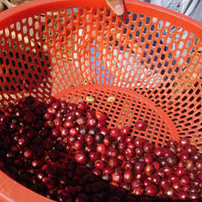 Coffee beans for "shit" coffee