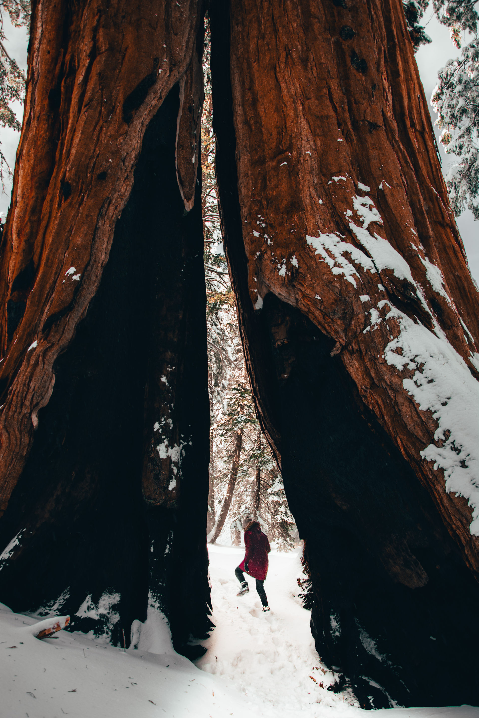 Girl standing inside a Sequoia tree trunk 
