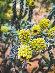 cactus fruit in the desert near Sedona Arizona