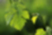 Vinifera Leaf