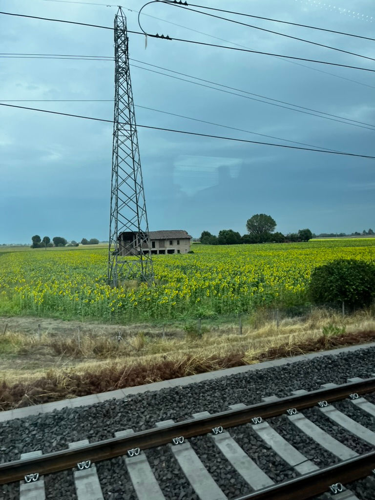 A field of sunflowers we saw while travelling