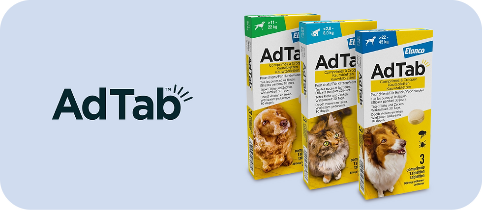 Favorito Mobile 1.png