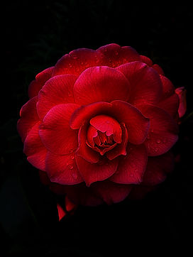 Red camelia.jpg