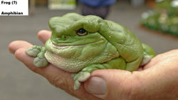 uglyfrog