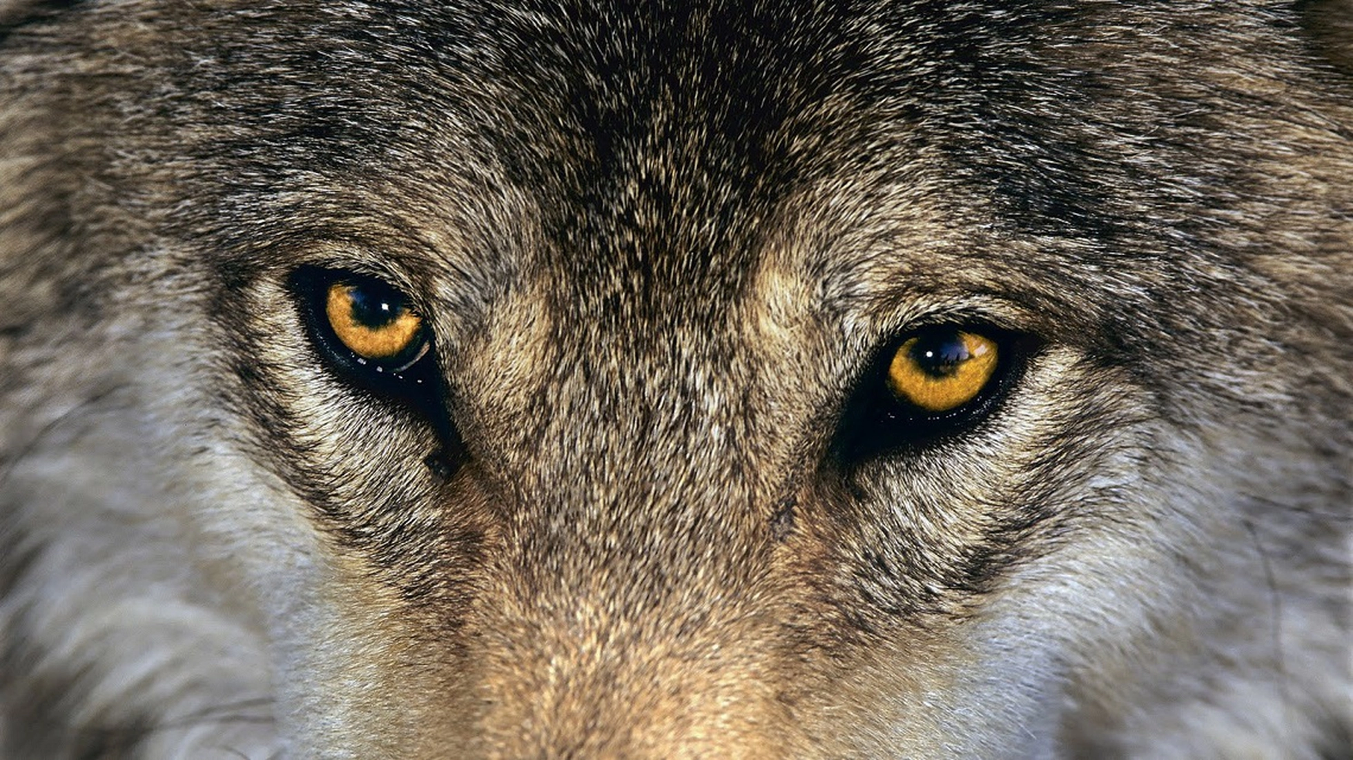 Wolf Howling, lupi nella notte - Escursione serale
