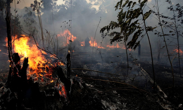 What You Need to Know About the Amazon Rainforest Fire