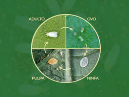 Bioecologia da mosca-branca (Bemisia tabaci)