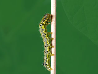 Recomendação Manejo Integrado de Pragas: Complexo lagartas (Convencional, Bt e Refúgio)